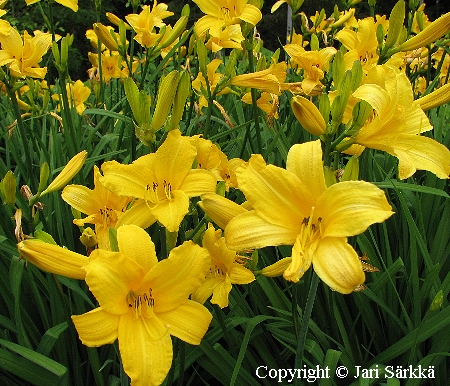 Tarhap�iv�nlilja - &nbsp;hybriddaglilja - Hemerocallis Hybrida-Ryhm� 'Aino' (= 'Apricot')